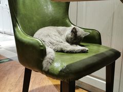 -猫小院猫主题餐厅(三里屯店)