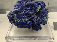 -中国地质博物馆