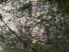 -华侨城湿地公园