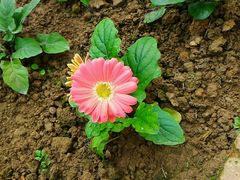-广东茂名森林公园