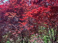 -铁山坪森林公园