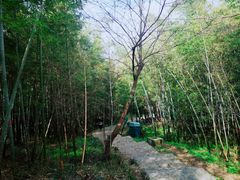 -紫金山山顶公园