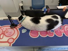 -喜多萌中农锦绣动物医院24H·猫科·牙科MRI·CT