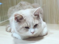 -屋虎猫馆(宝安大仟里店)