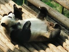 -大连森林动物园