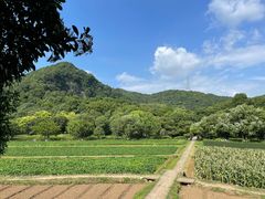 -八卦田遗址公园