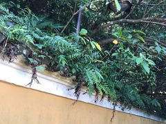 -普陀山慧济禅寺