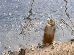 -西双版纳原始森林公园