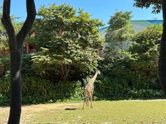 -深圳野生动物园