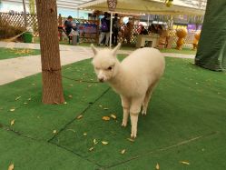 -萌宠亲子动物乐园(槐房万达店)