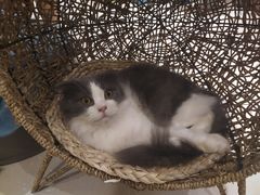 -飞行喵MR PILOT|猫舍·猫咖(静安大融城店)