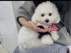 -翊宠yipet猫狗购宠庄园犬舍•猫舍