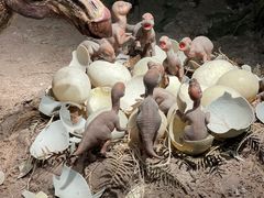 -自贡恐龙博物馆