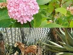 -上海辰山植物园