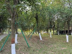 -番禺大夫山森林公园