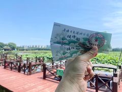 -荷塘月色湿地公园·向阳花洲