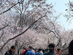 -桃花堤公园