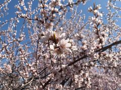-桃花堤公园