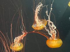 -新加坡海洋生态馆