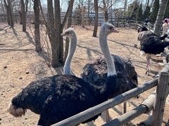 -大连森林动物园