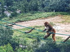 -西霞口神雕山野生动物世界