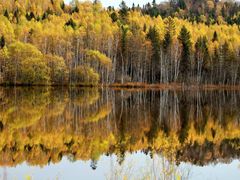 -五营红松林海景区
