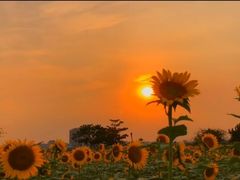 -百品聚旋转火锅(号外店)