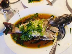 -食为先(Shark Fin)