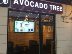 -油梨树AVOCADO TREE(顺义新国展店)