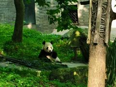-都江堰中华大熊猫苑