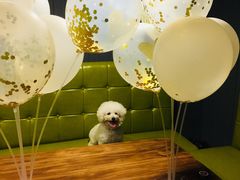 -百好乐宠物友好餐厅(朝外大街店)