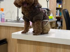 -菲尔斯特宠物医院