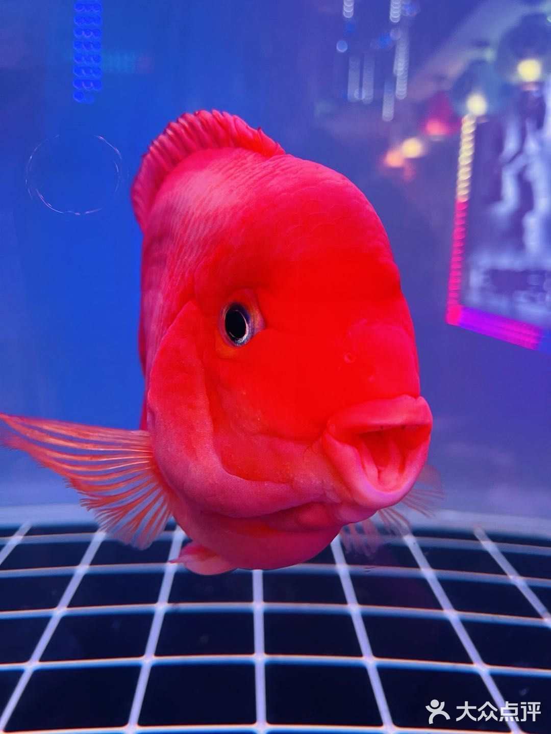 鳗鱼家黑牛烤肉专门店