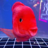 鳗鱼家黑牛烤肉专门店