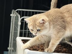 -琪喵猫屋·撸猫猫咖·猫舍