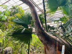 -呀路古热带植物园