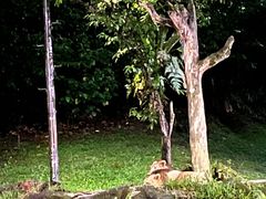 -夜间野生动物园