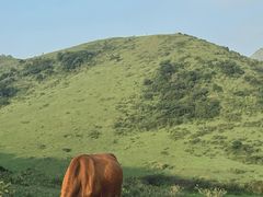 -大姆山草场