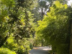 -墨尔本皇家植物园