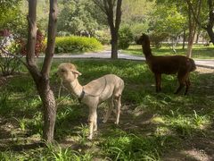 -哈密回王府景区