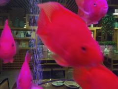 -御池园(顾村公园店)