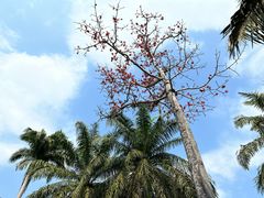 -中国科学院西双版纳热带植物园