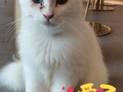 -飞行喵MR PILOT|猫舍·猫咖(静安大融城店)