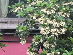 -武林厨神·粤式茶点(五羊店)