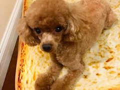 -美联众合动物医院(·中兽医·疑难杂症·严家桥分院)