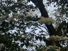 -广州市白云山风景名胜区