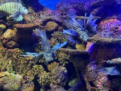 -上海海洋水族馆