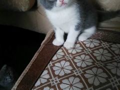 -芭比堂宠物医院·全科爱猫医院·仁德分院