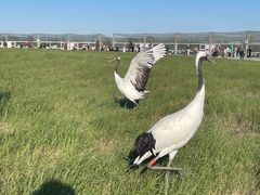 -盐城丹顶鹤湿地生态旅游区