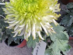 -北京植物园南门售票处